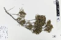 Juniperus bermudiana image
