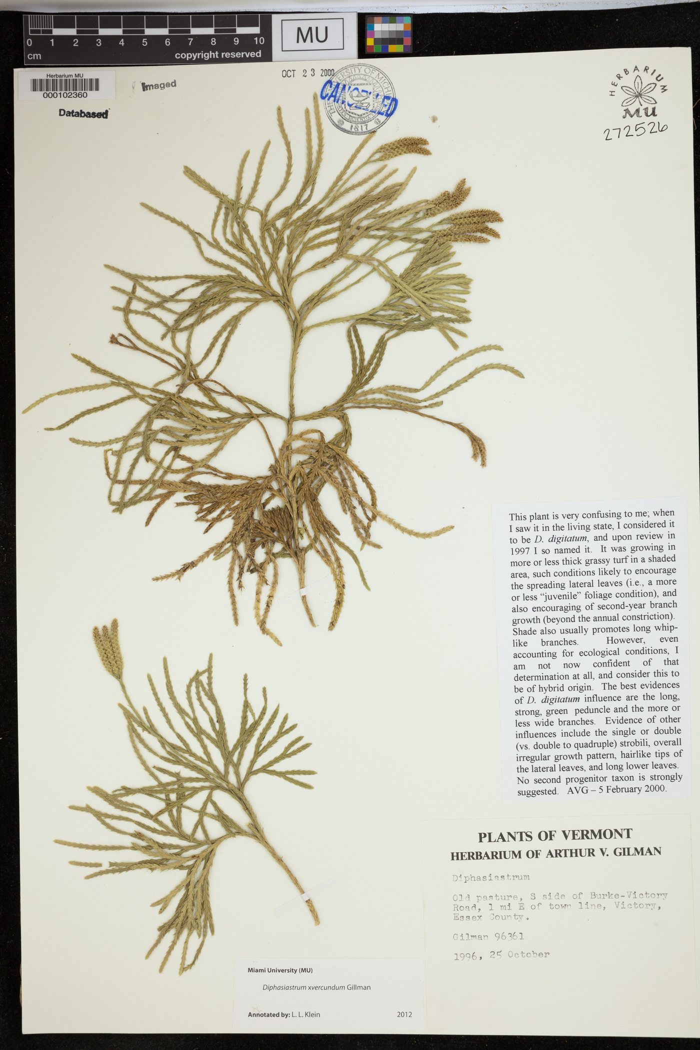 Diphasiastrum verecundum image