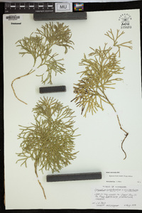 Diphasiastrum zeilleri image