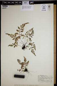 Asplenium montanum image