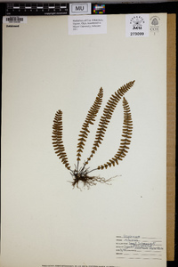 Asplenium resiliens image