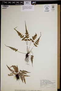 Asplenium pinnatifidum image