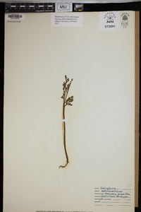 Botrychium matricariifolium image