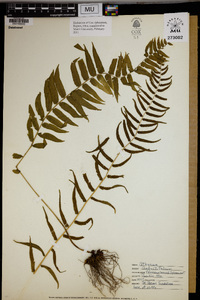 Athyrium pycnocarpum image