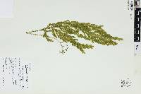 Selaginella distans image