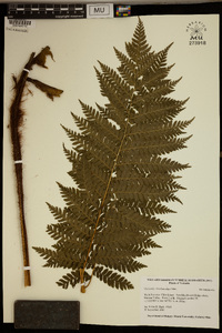 Dicksonia brackenridgei image