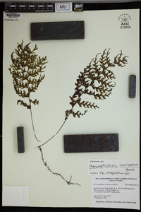 Hymenophyllum imbricatum image