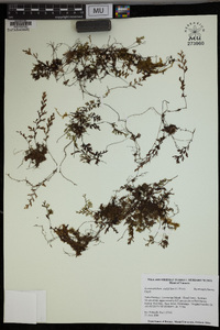 Hymenophyllum multifidum image