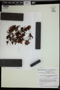 Hymenophyllum multifidum image