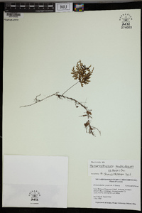 Hymenophyllum multifidum image