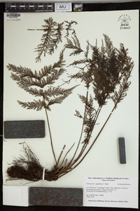 Callistopteris apiifolia image