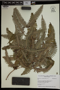 Dicranopteris linearis image