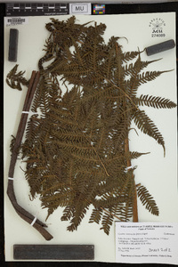 Cyathea intermedia image