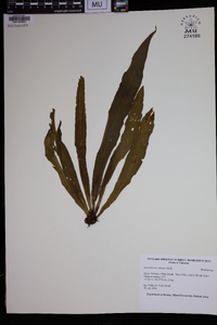 Antrophyum callifolium image