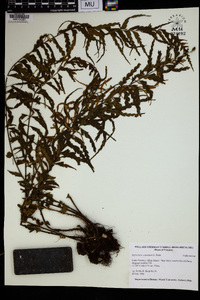 Asplenium caudatum image