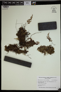 Hymenophyllum imbricatum image