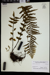 Asplenium caudatum image