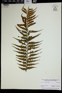 Asplenium caudatum image