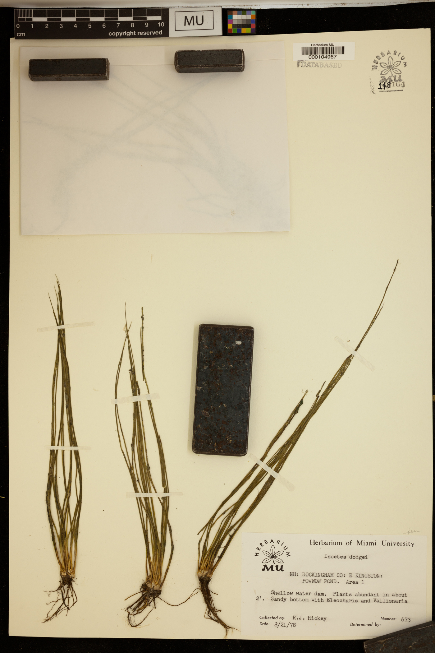 Isoetes dodgei image