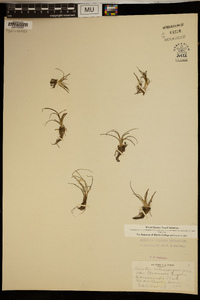 Isoëtes echinospora var. braunii image