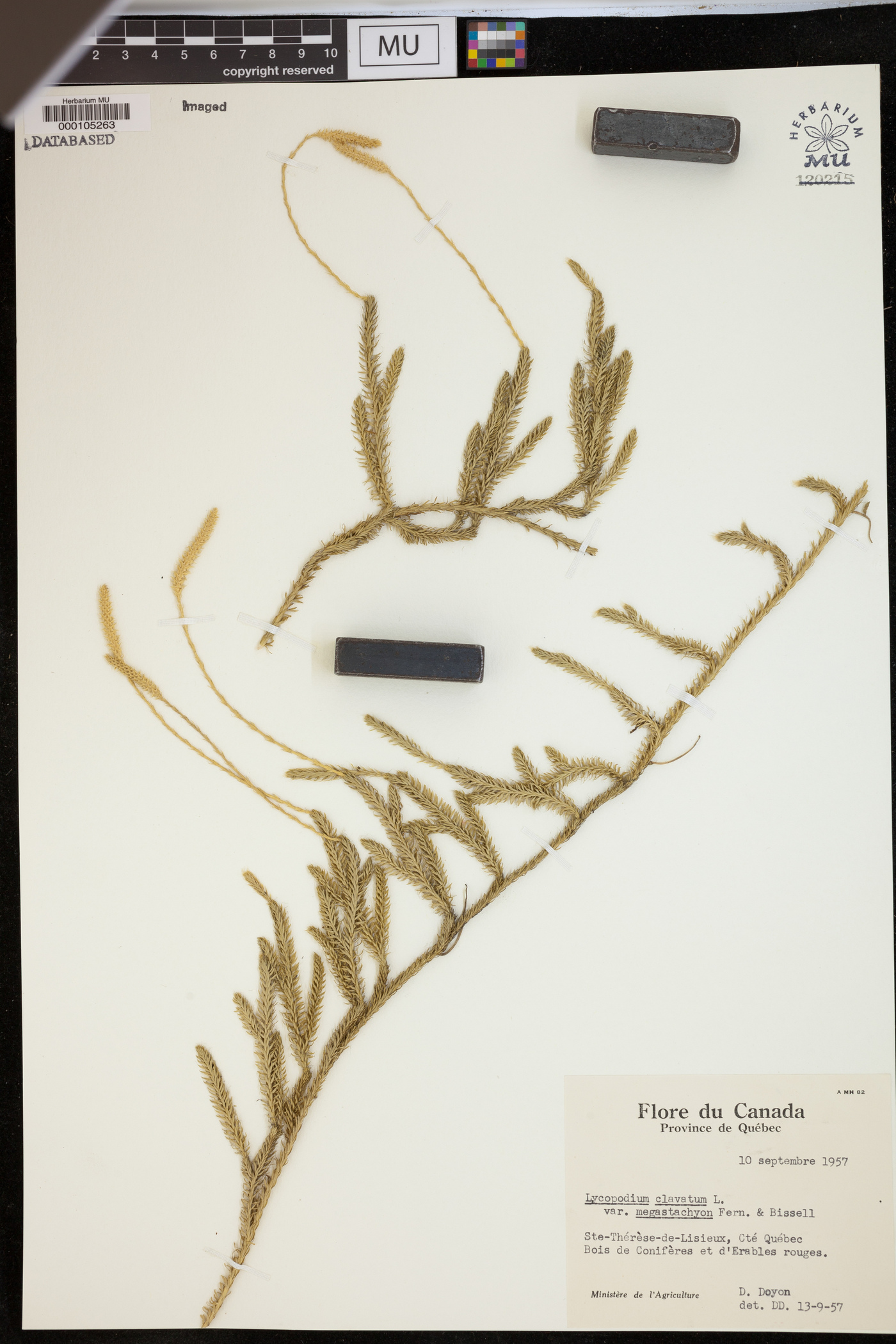 Lycopodium clavatum var. megastachyon image