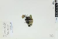 Selaginella rupestris image