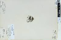 Selaginella wrightii image