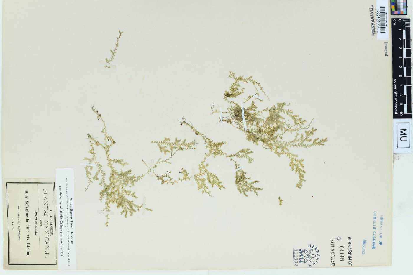 Selaginella binervis image