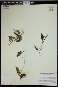 Hymenophyllum hirsutum image