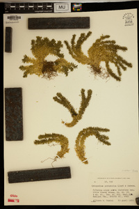 Lycopodium porophilum image