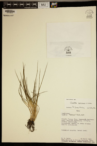 Isoetes boliviensis image