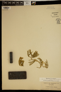 Diphasiastrum sitchense image