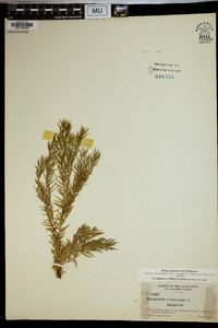 Lycopodium linifolium image