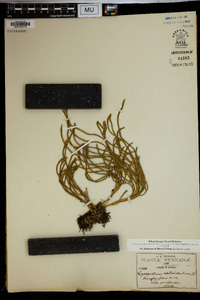 Lycopodium verticillatum image
