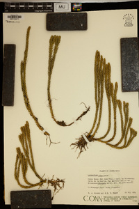 Lycopodium attenuatum image