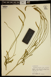 Lycopodium jussiaei image