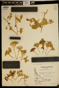 Austrolycopodium magellanicum image