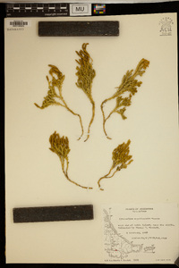 Austrolycopodium magellanicum image