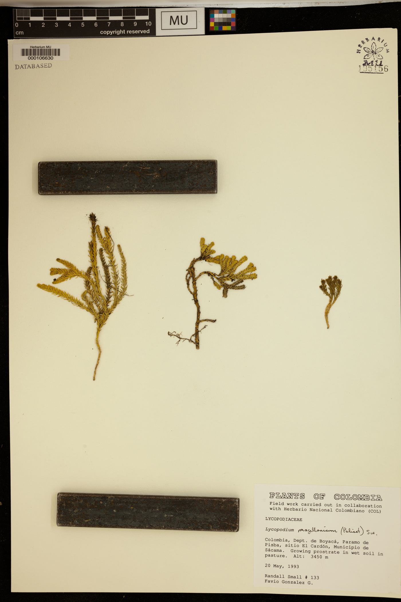 Austrolycopodium magellanicum image