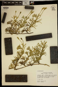 Diphasiastrum thyoides image