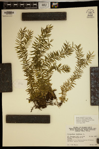 Lycopodium linifolium image