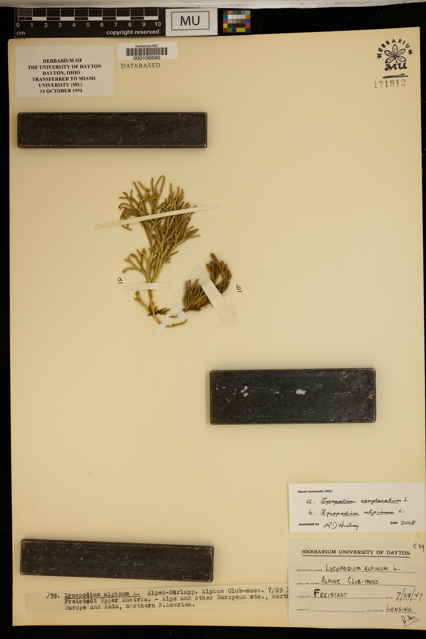 Lycopodium alpinum image