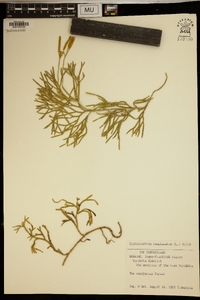 Lycopodium complanatum image