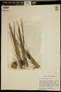Image of Isoetes pallida