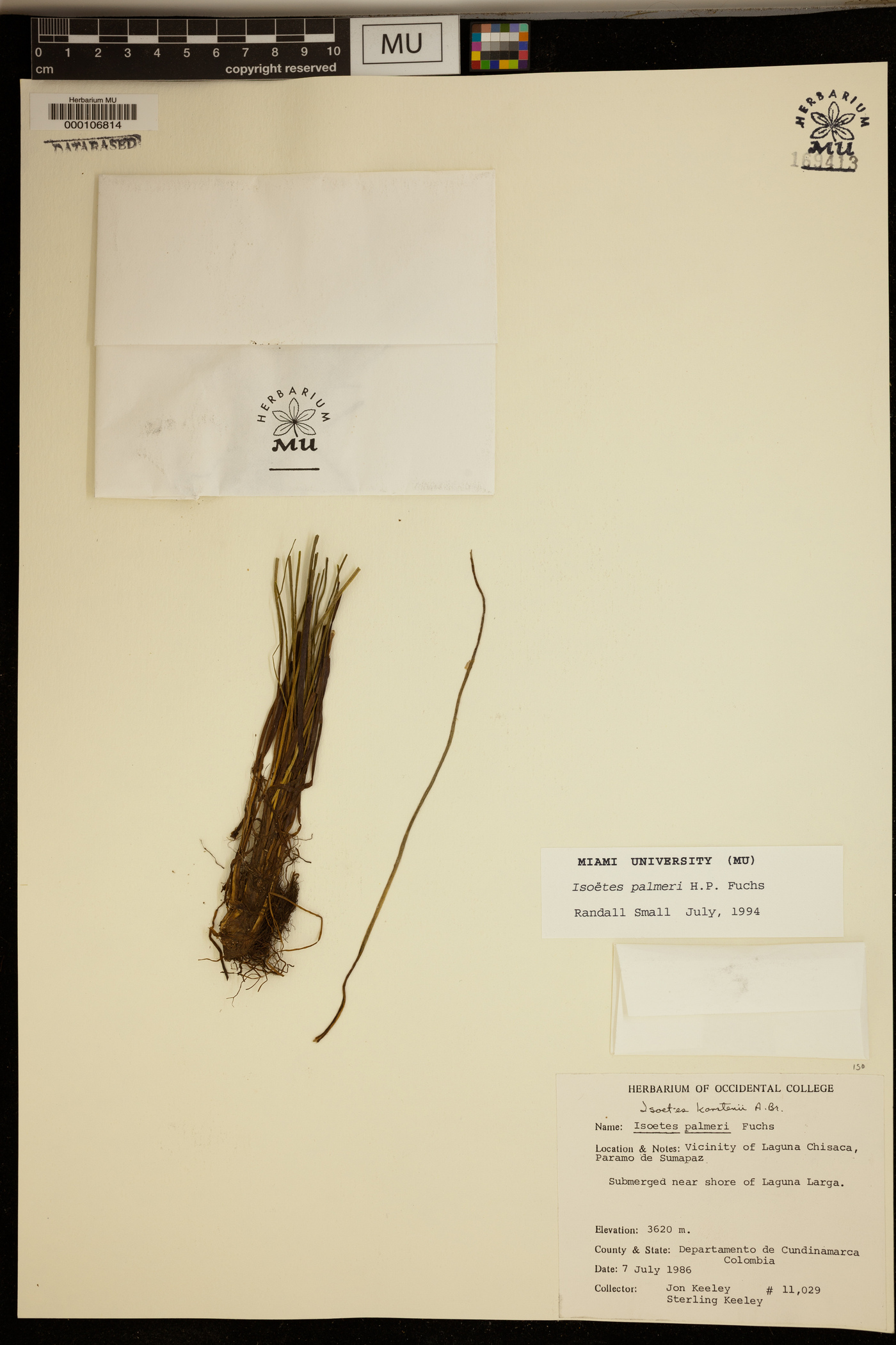 Isoetes palmeri image