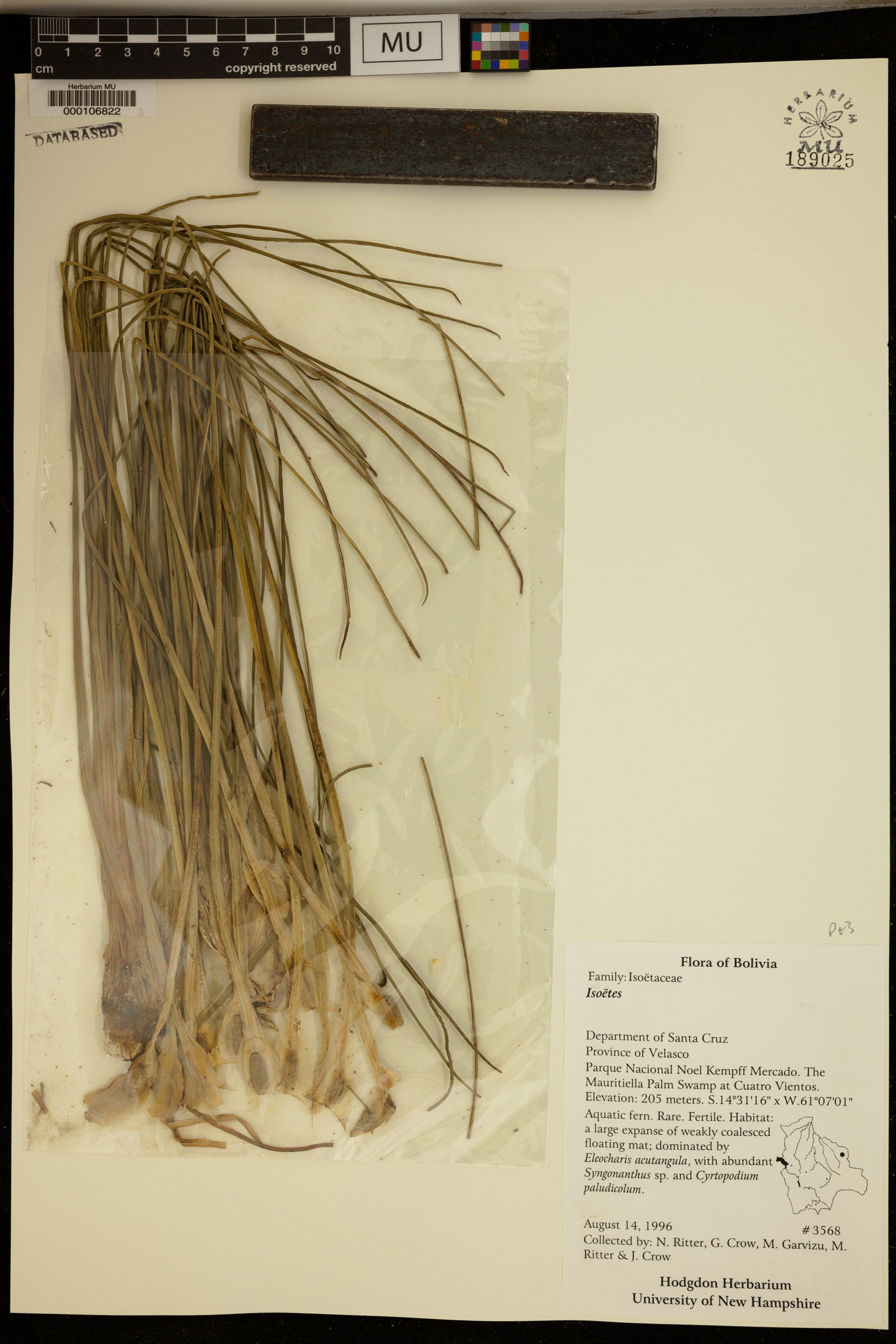 Isoetes panamensis image
