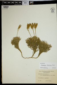 Diphasiastrum tristachyum image