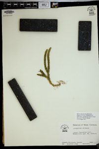 Lycopodium chinense image