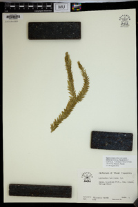 Lycopodium hamiltonii image