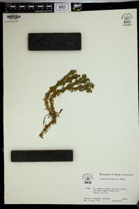Lycopodium serratum image